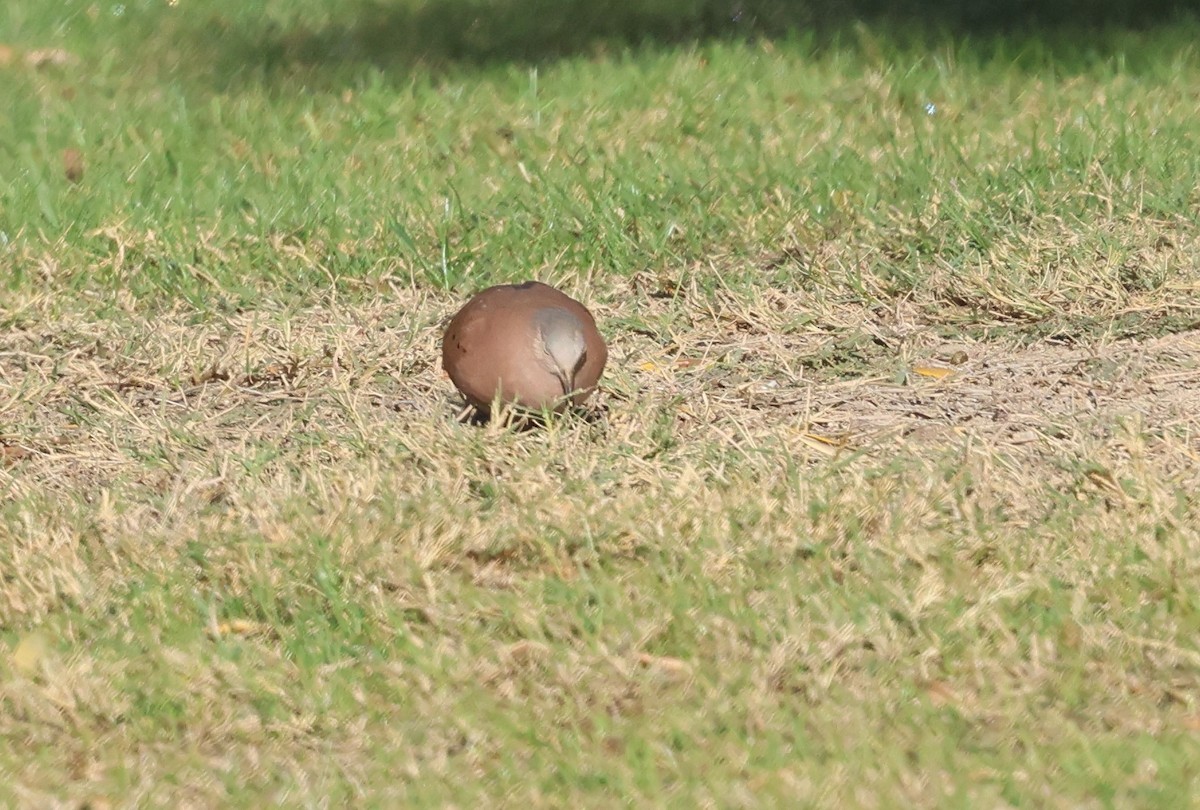 Коричневая земляная горлица - ML645402047