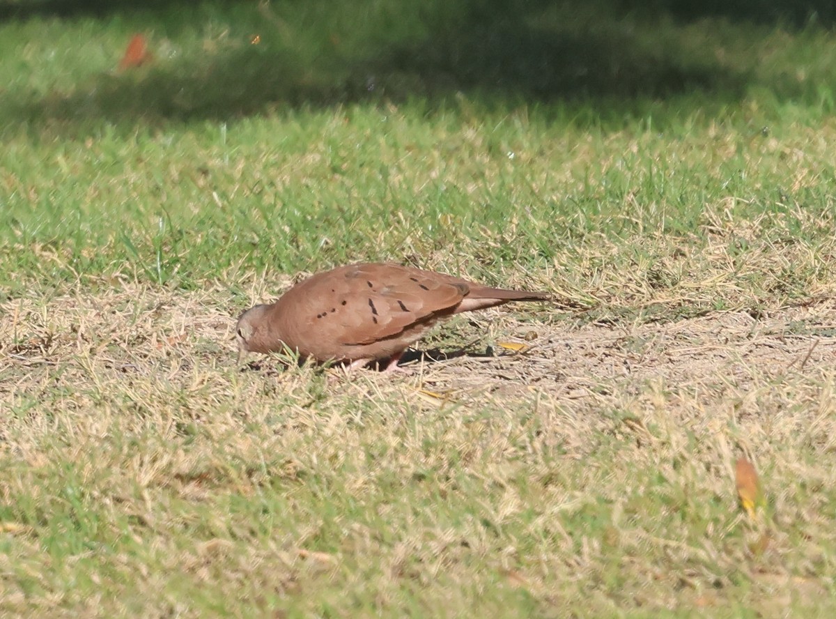 Коричневая земляная горлица - ML645402048