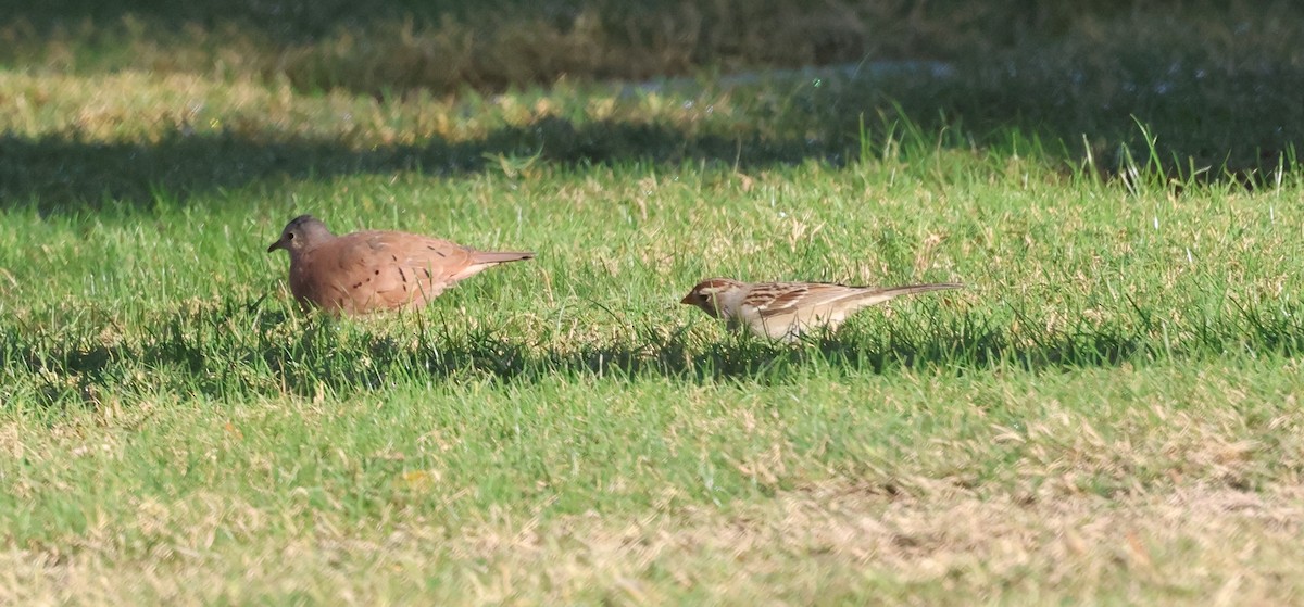 Коричневая земляная горлица - ML645402049