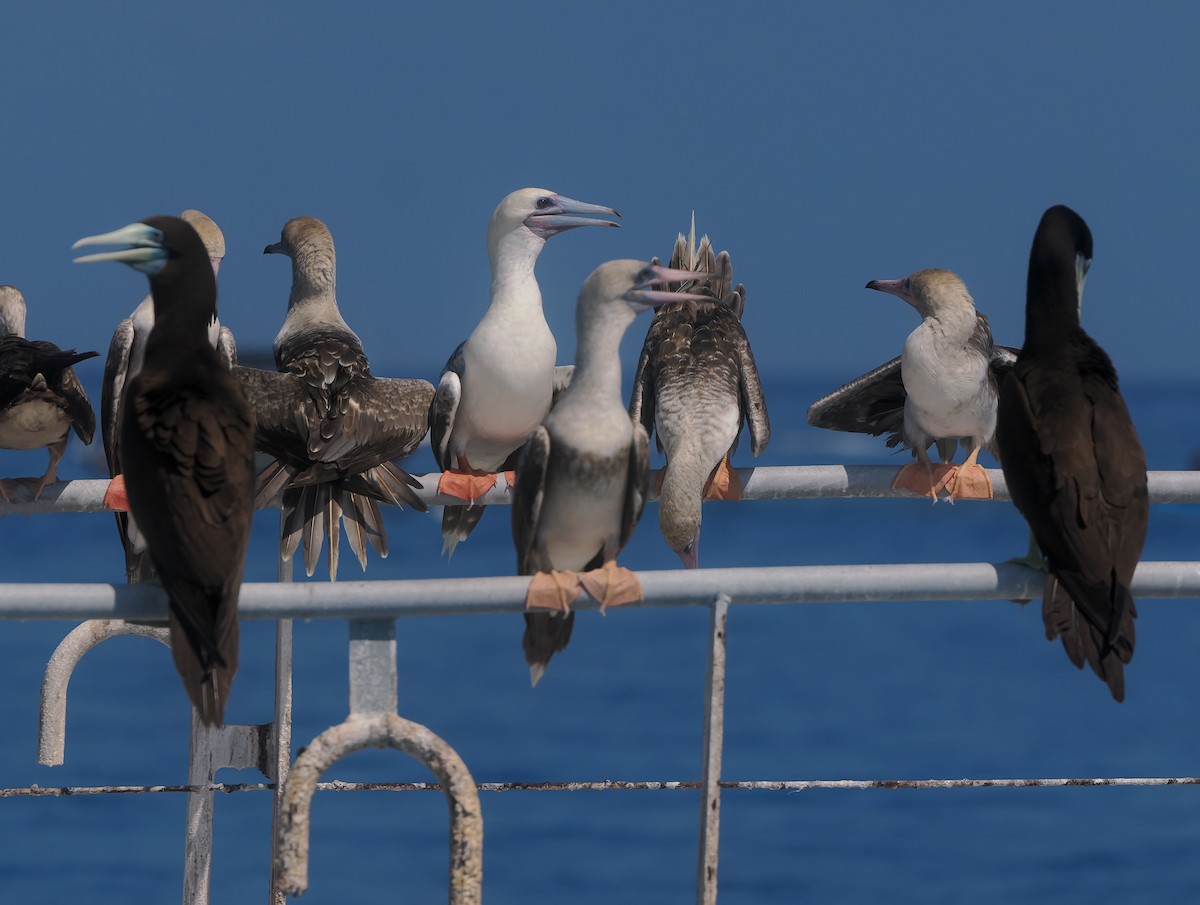 Сула червононога - ML645402050