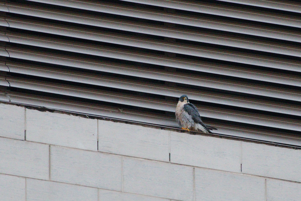 Peregrine Falcon - ML645402054