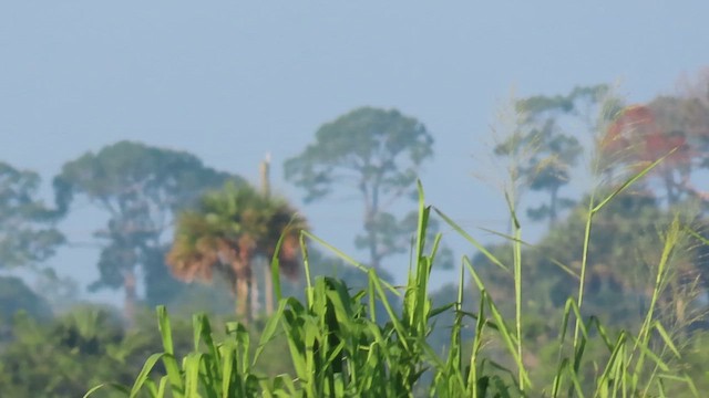 Скригнатка синя - ML645402055