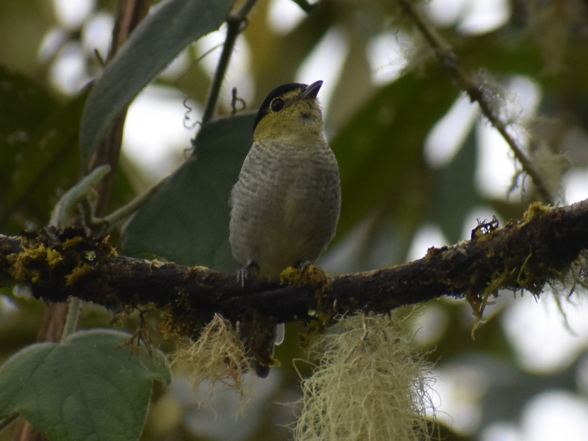 Barred Becard - ML645402060