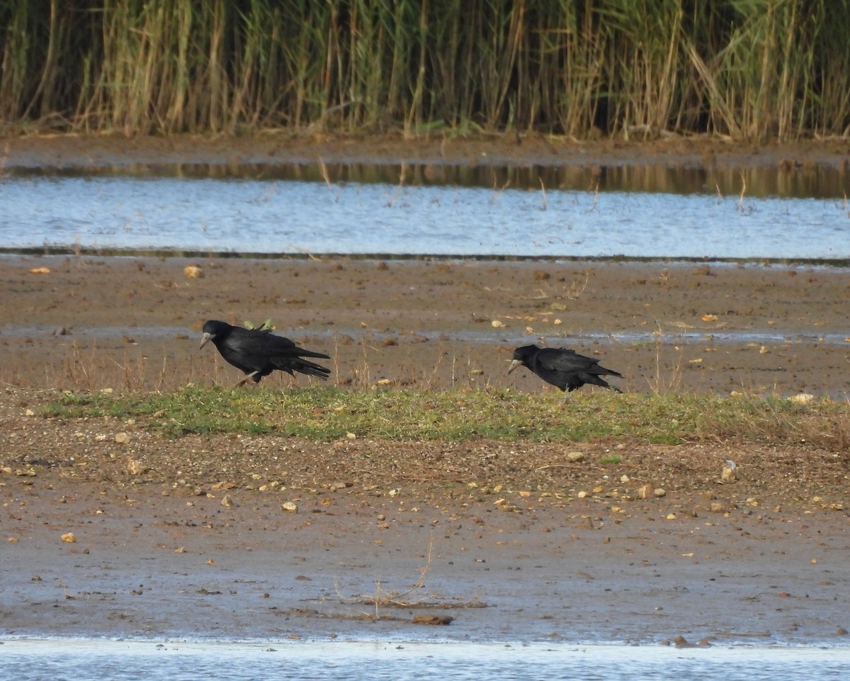 Ekin Kargası - ML645402064