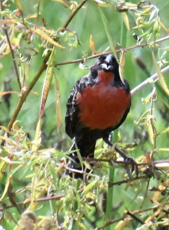 Red-breasted Meadowlark - ML645402068