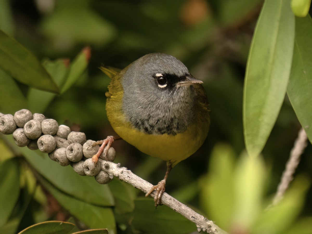 MacGillivray's Warbler - ML645402079