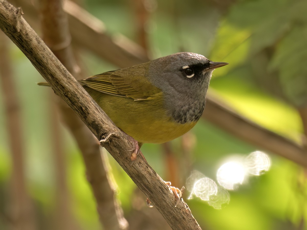 MacGillivray's Warbler - ML645402080