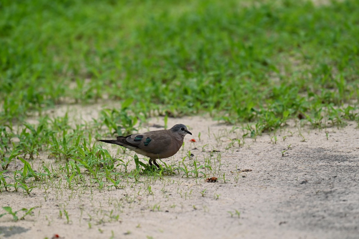 Tourtelette émeraudine - ML645402115