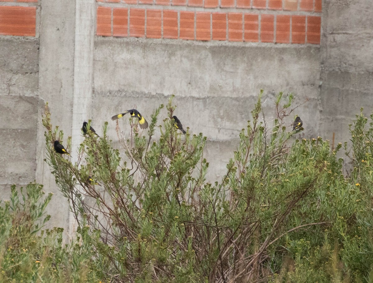 Schwarzzeisig - ML645402117