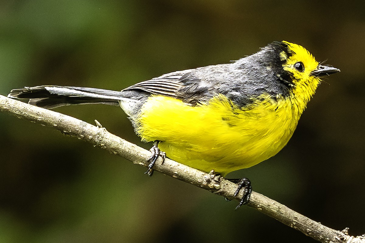 Süslü Ötleğen - ML645402127