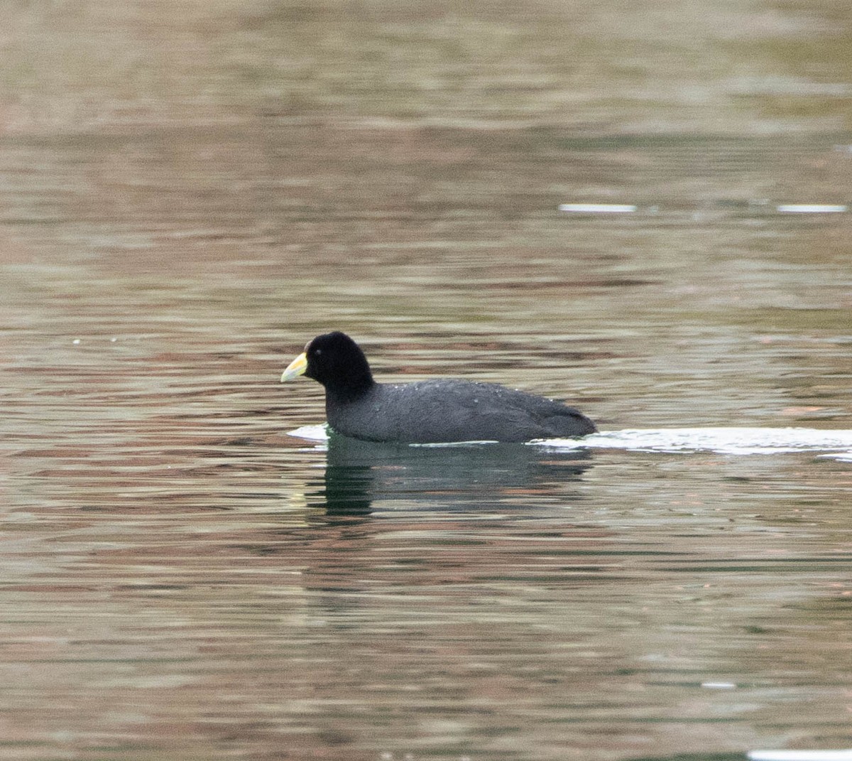 Slate-colored Coot - ML645402144