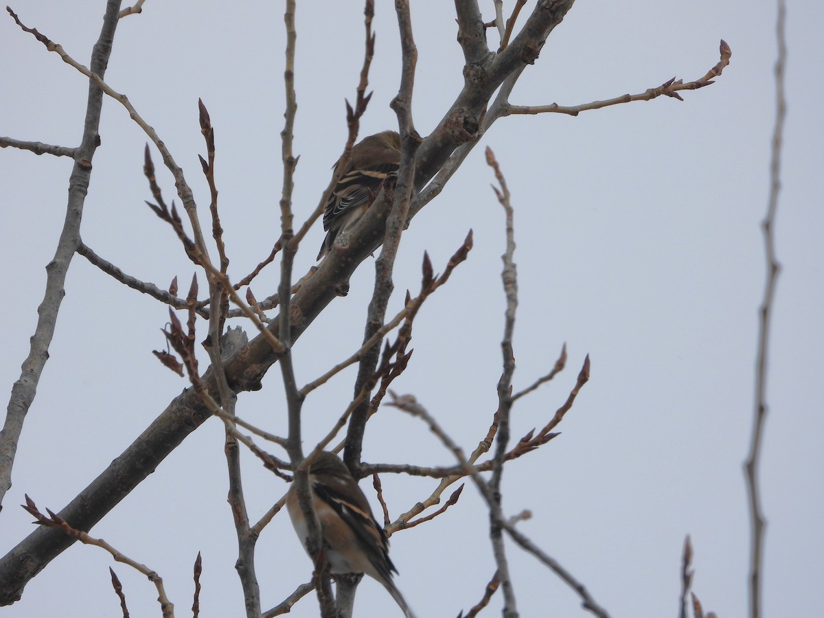 American Goldfinch - ML645402148