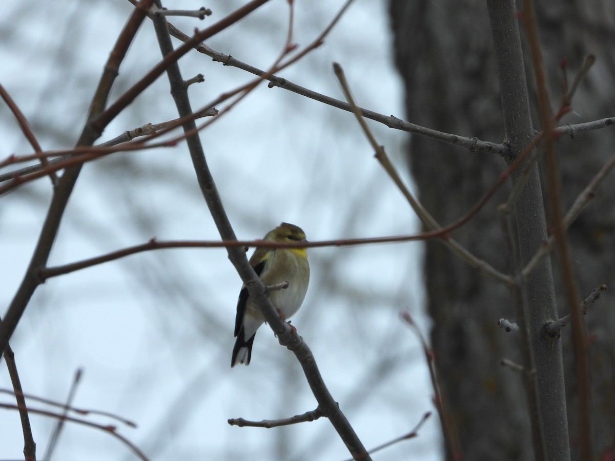 American Goldfinch - ML645402149