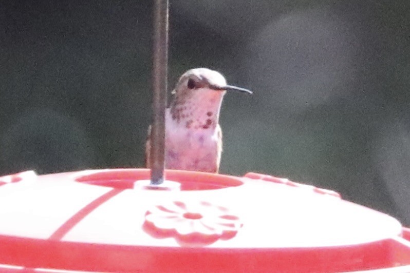 Rufous/Allen's Hummingbird - ML645402150