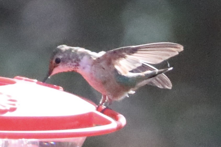 Rufous/Allen's Hummingbird - ML645402151