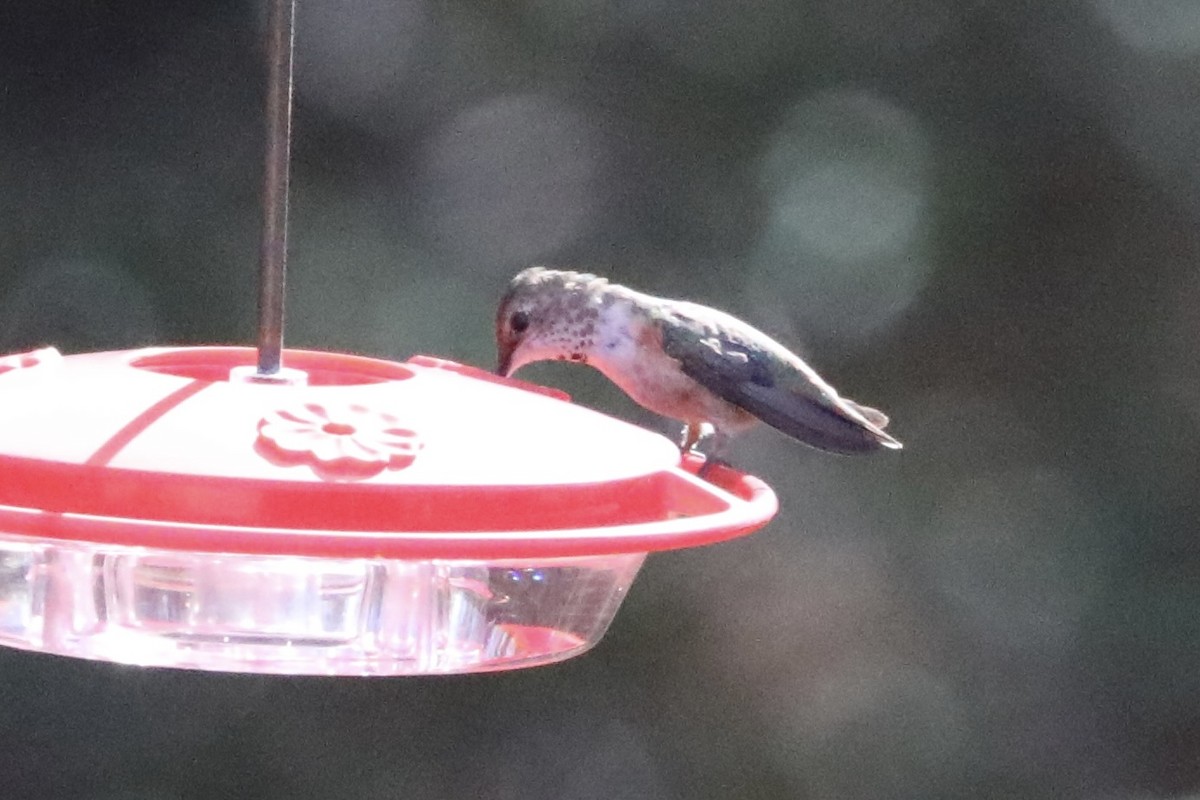 Rufous/Allen's Hummingbird - ML645402152