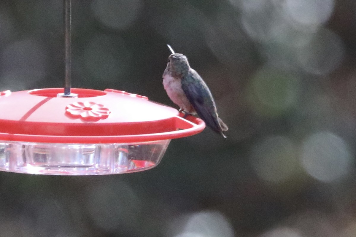 Rufous/Allen's Hummingbird - ML645402153