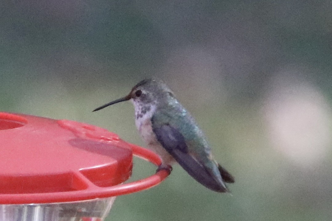 Rufous/Allen's Hummingbird - ML645402154