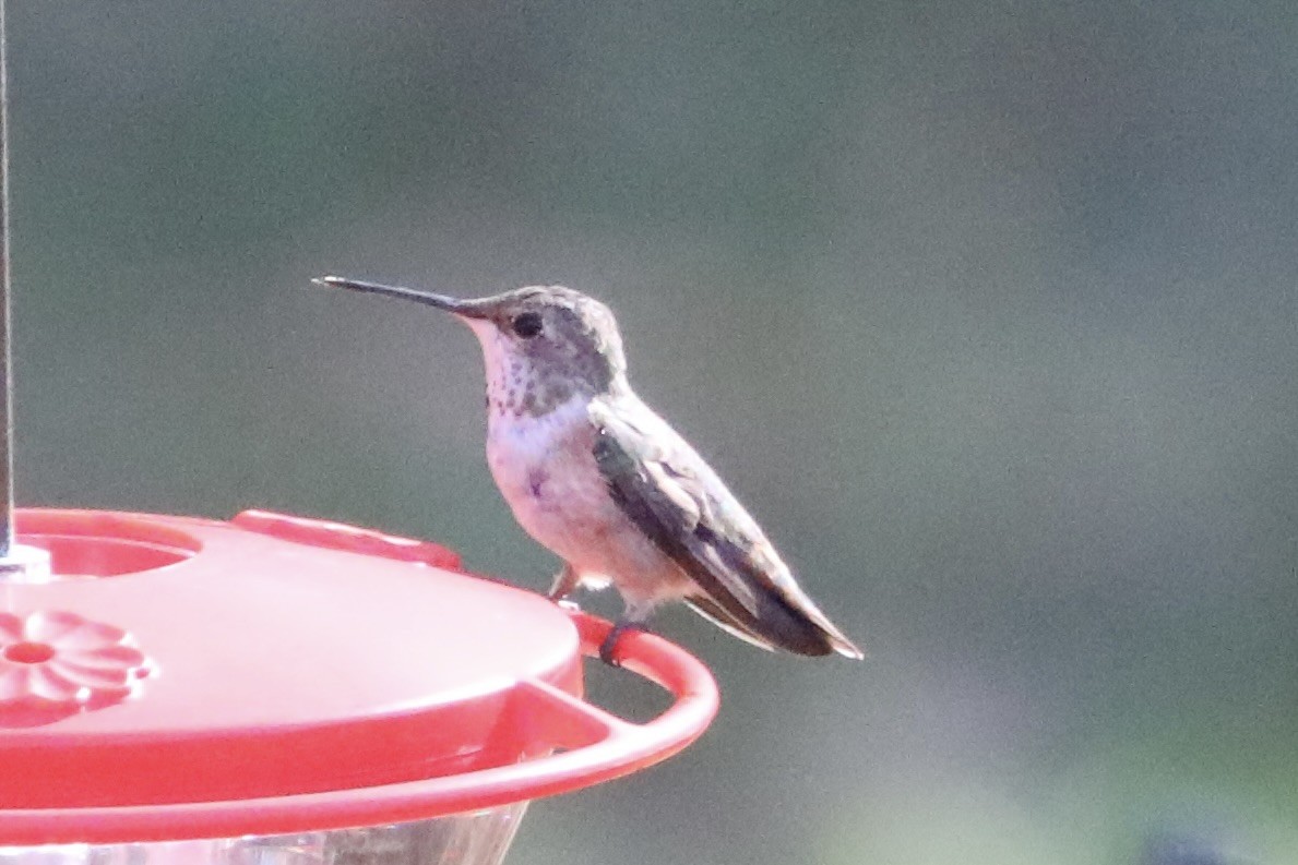 Rufous/Allen's Hummingbird - ML645402155