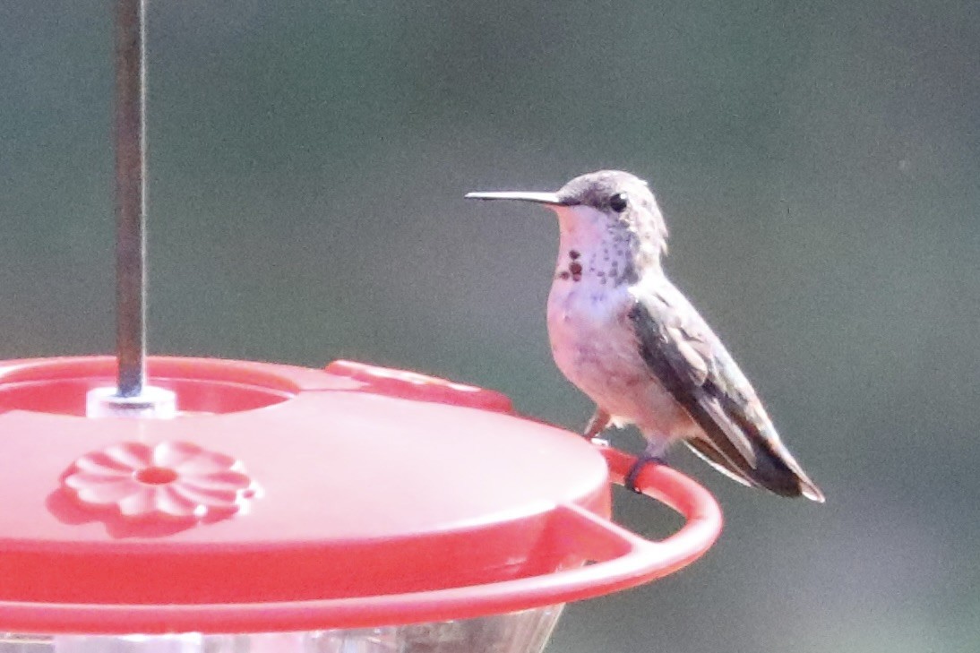 Rufous/Allen's Hummingbird - ML645402156