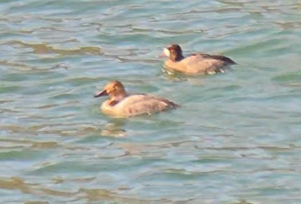 Canvasback - ML645402167