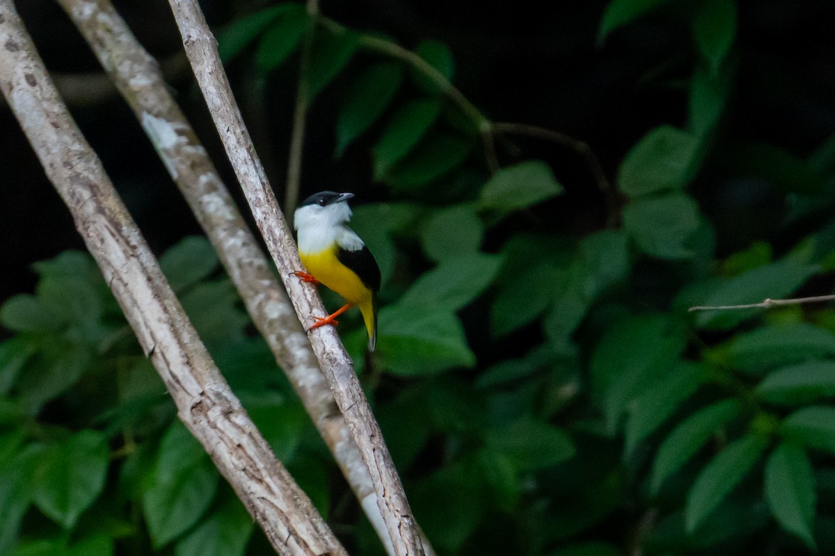 White-collared Manakin - ML645402168