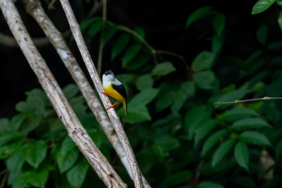 White-collared Manakin - ML645402169