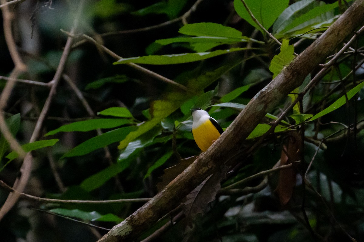 White-collared Manakin - ML645402170
