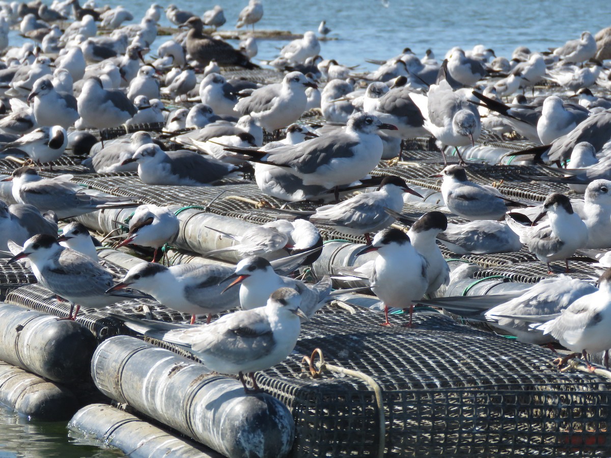 Common Tern - ML645402177