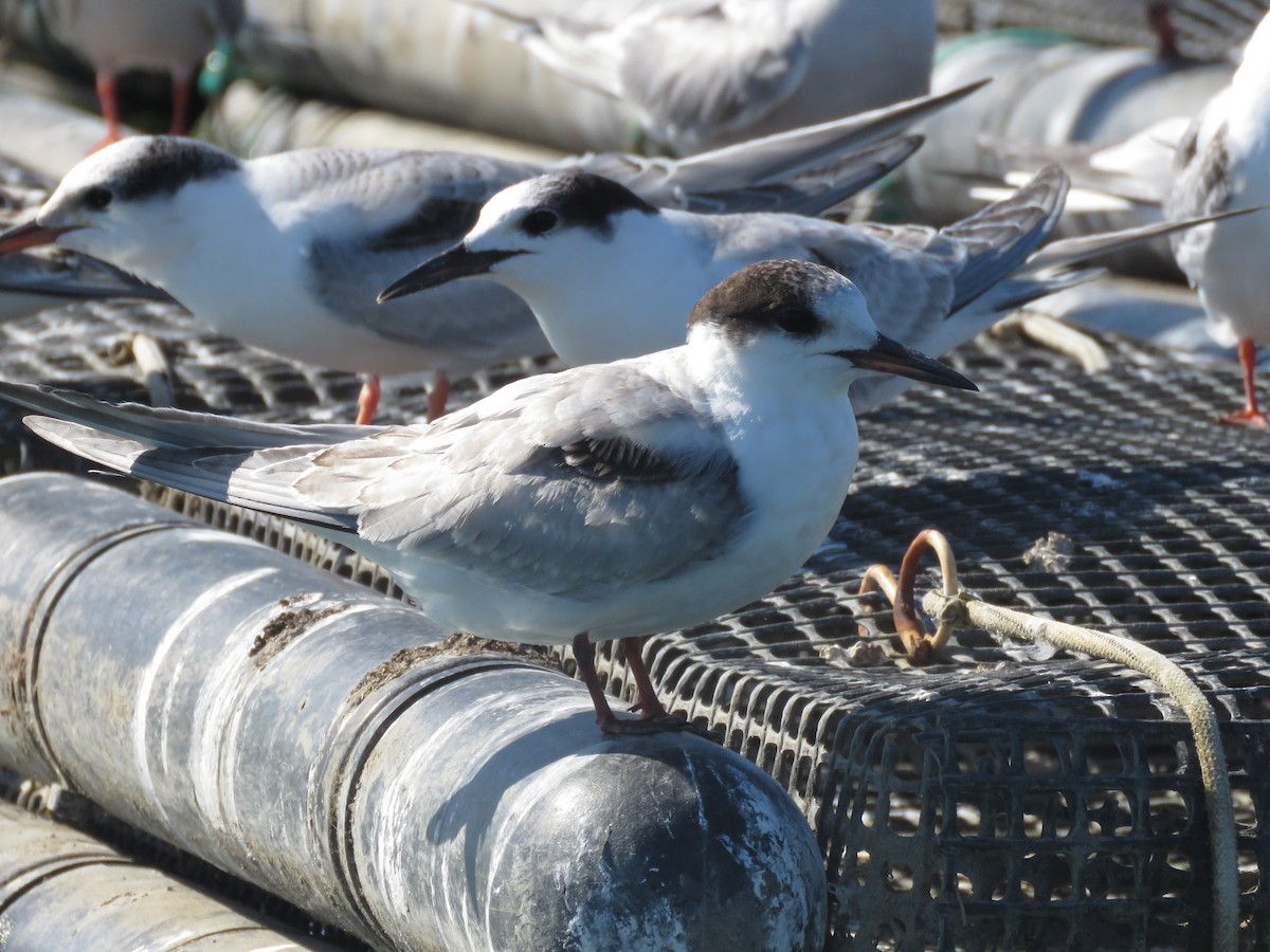 Common Tern - ML645402178