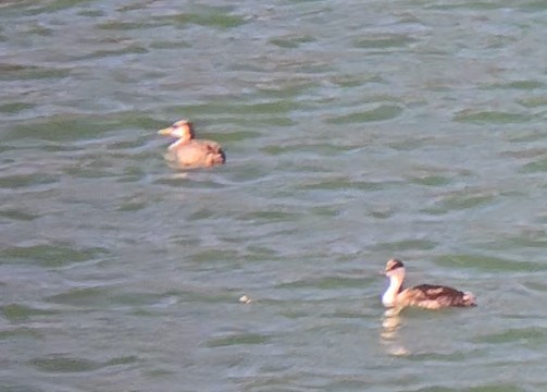 Red-necked Grebe - ML645402182