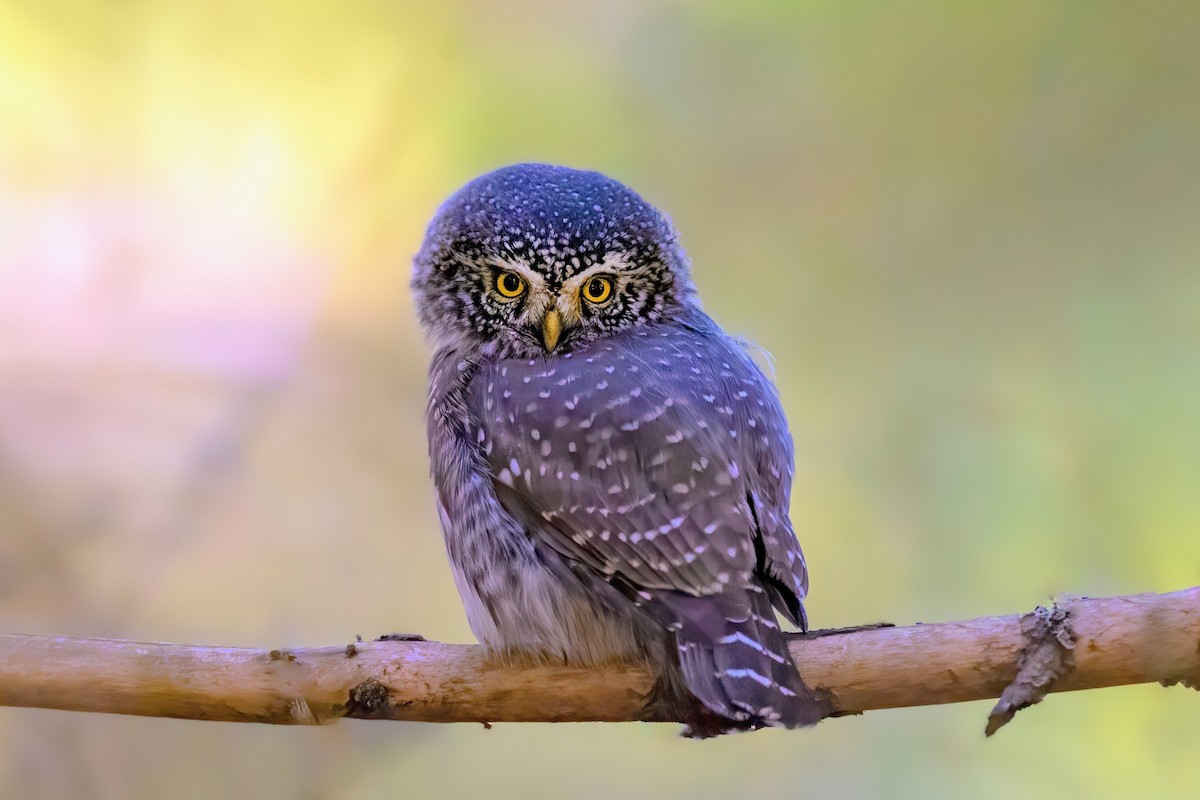 Eurasian Pygmy-Owl - ML645402183