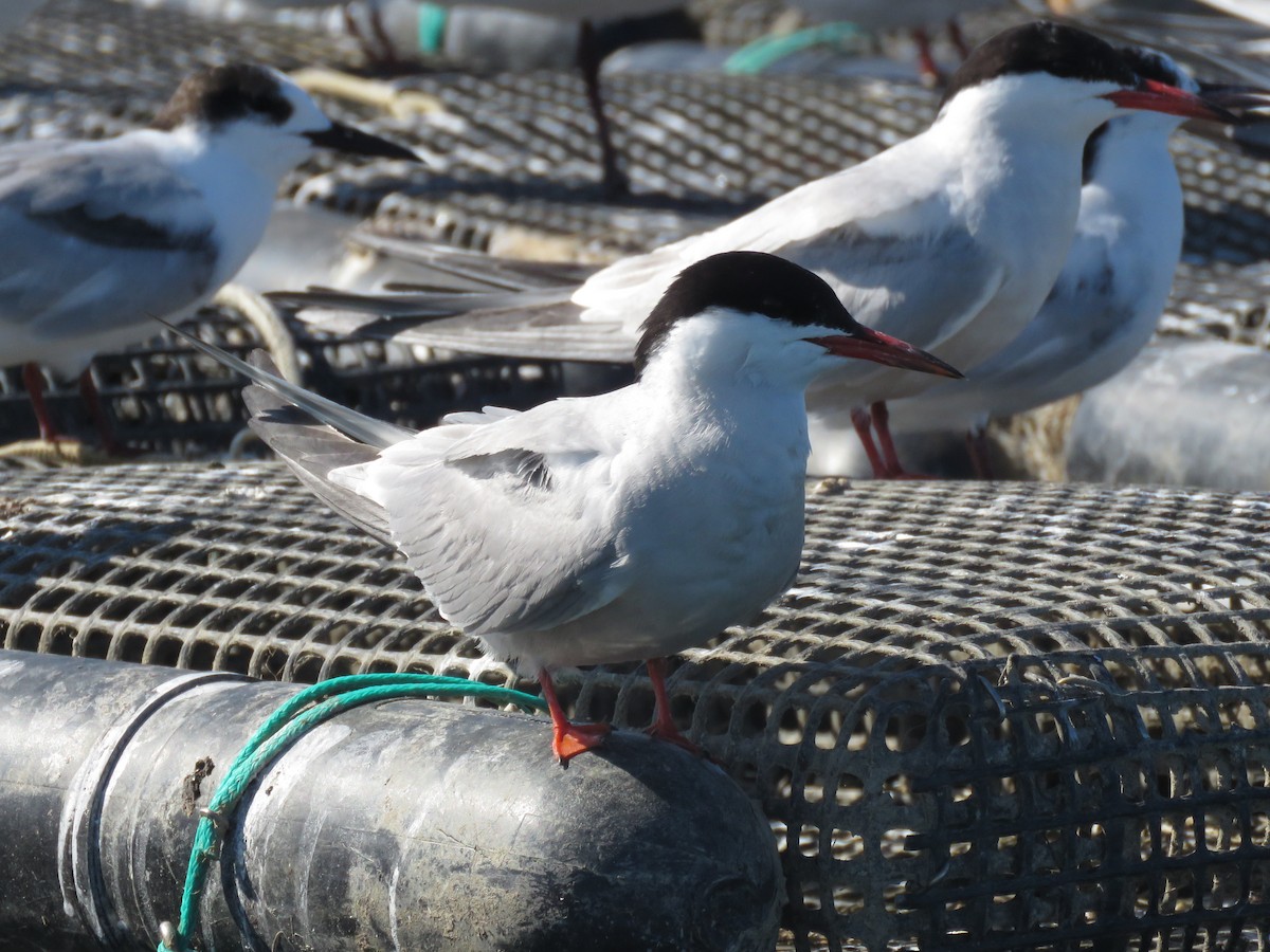 Common Tern - ML645402185