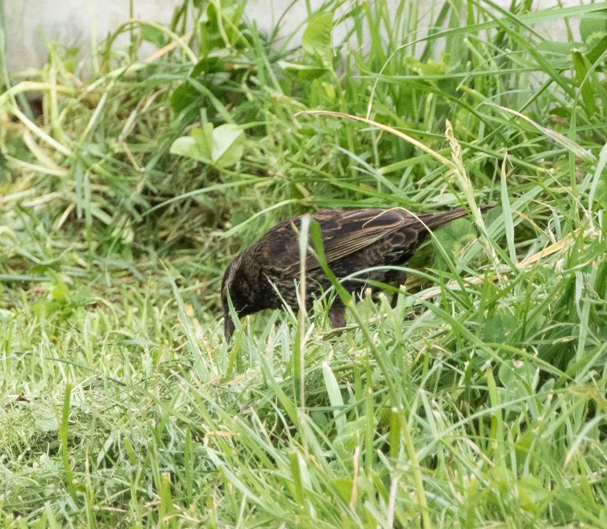 Yellow-winged Blackbird - ML645402190