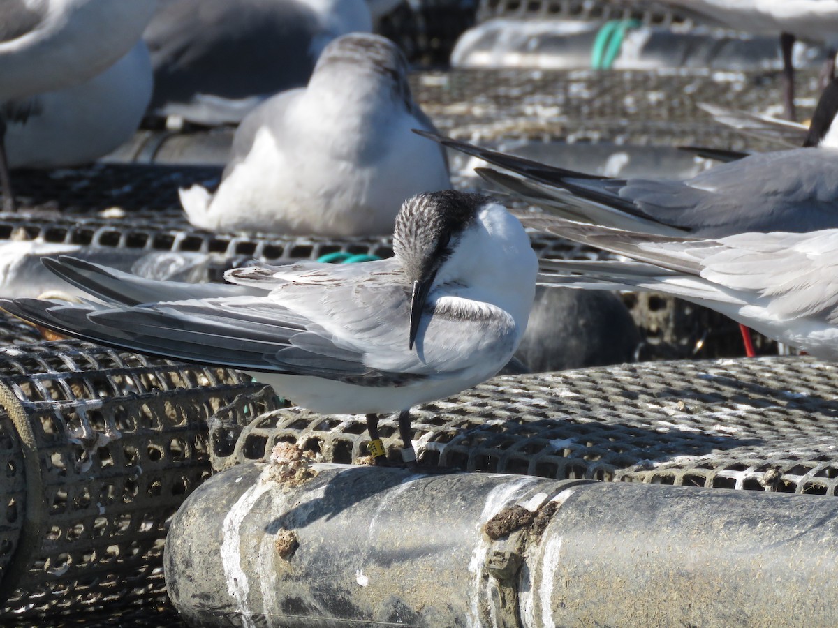 Roseate Tern - ML645402191