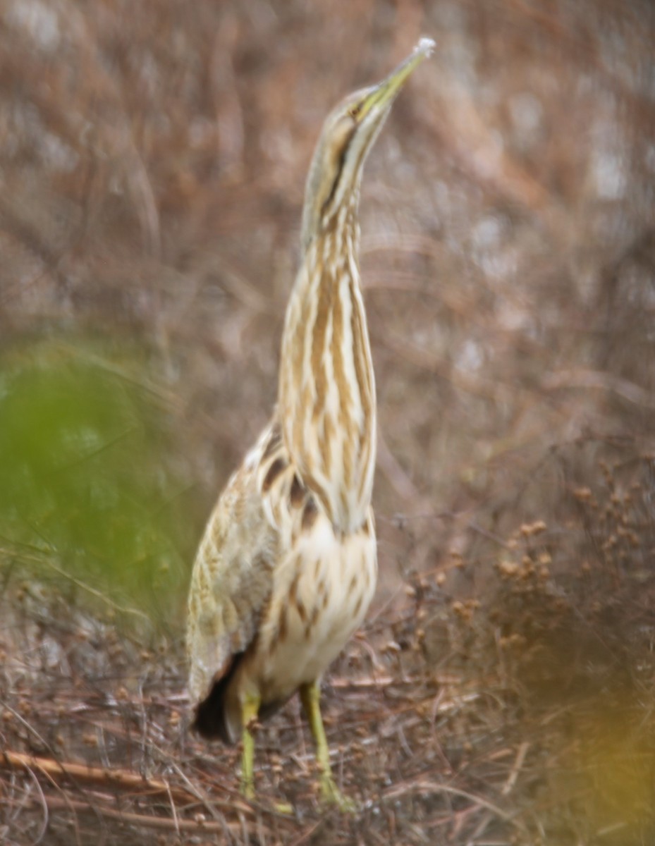 bukač severoamerický - ML645402208