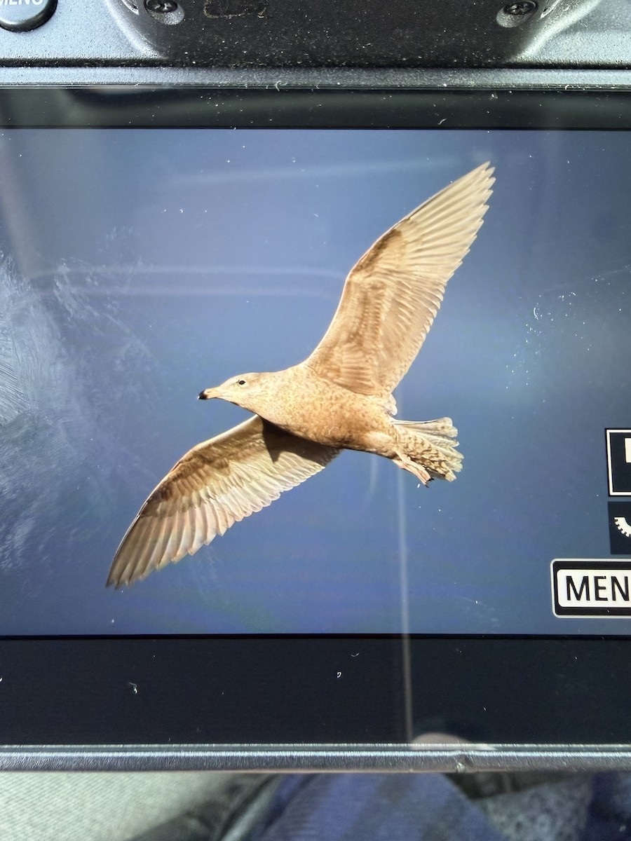 Бургомистр - ML645402212