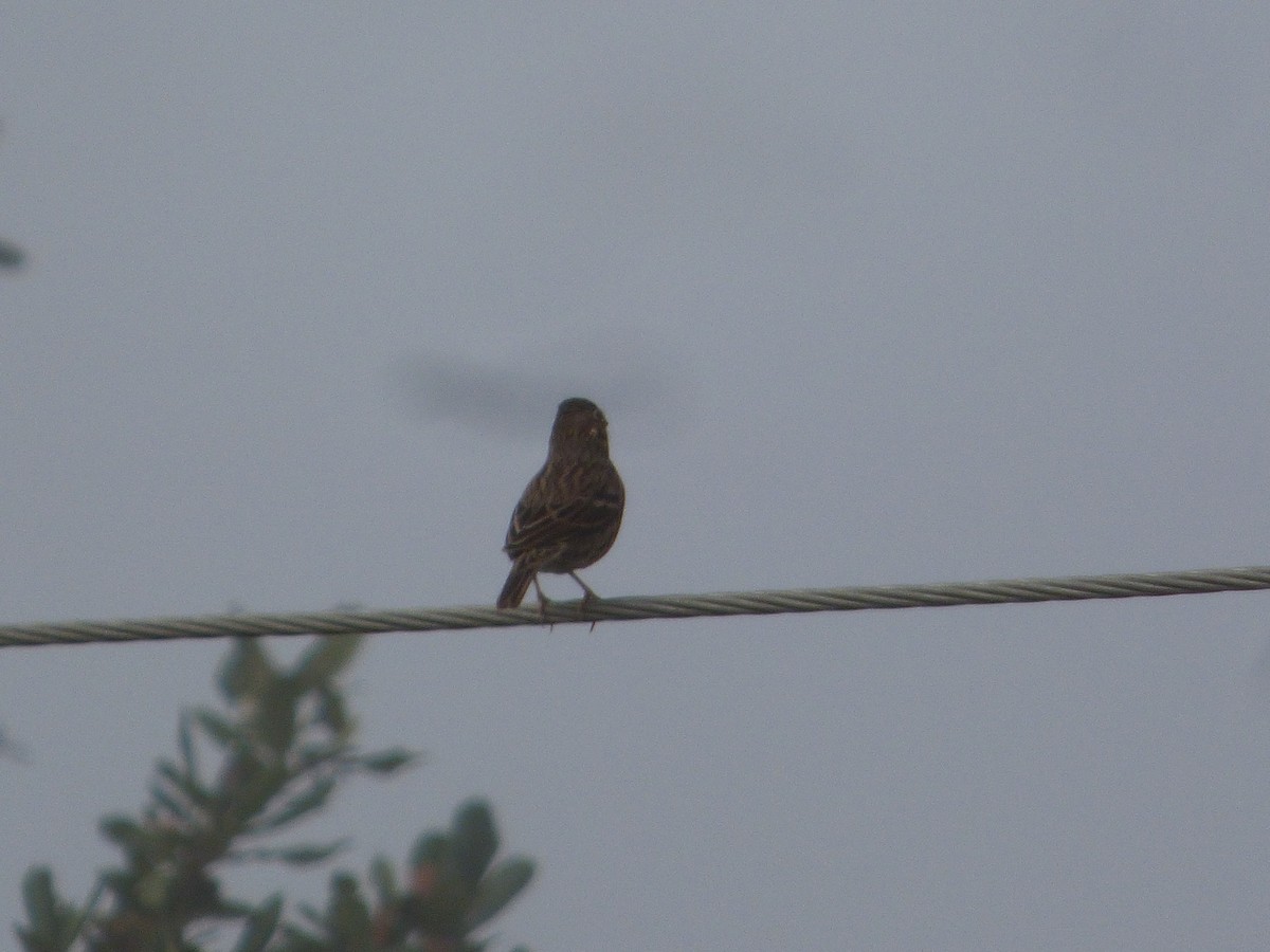 Vesper Sparrow - ML645402215