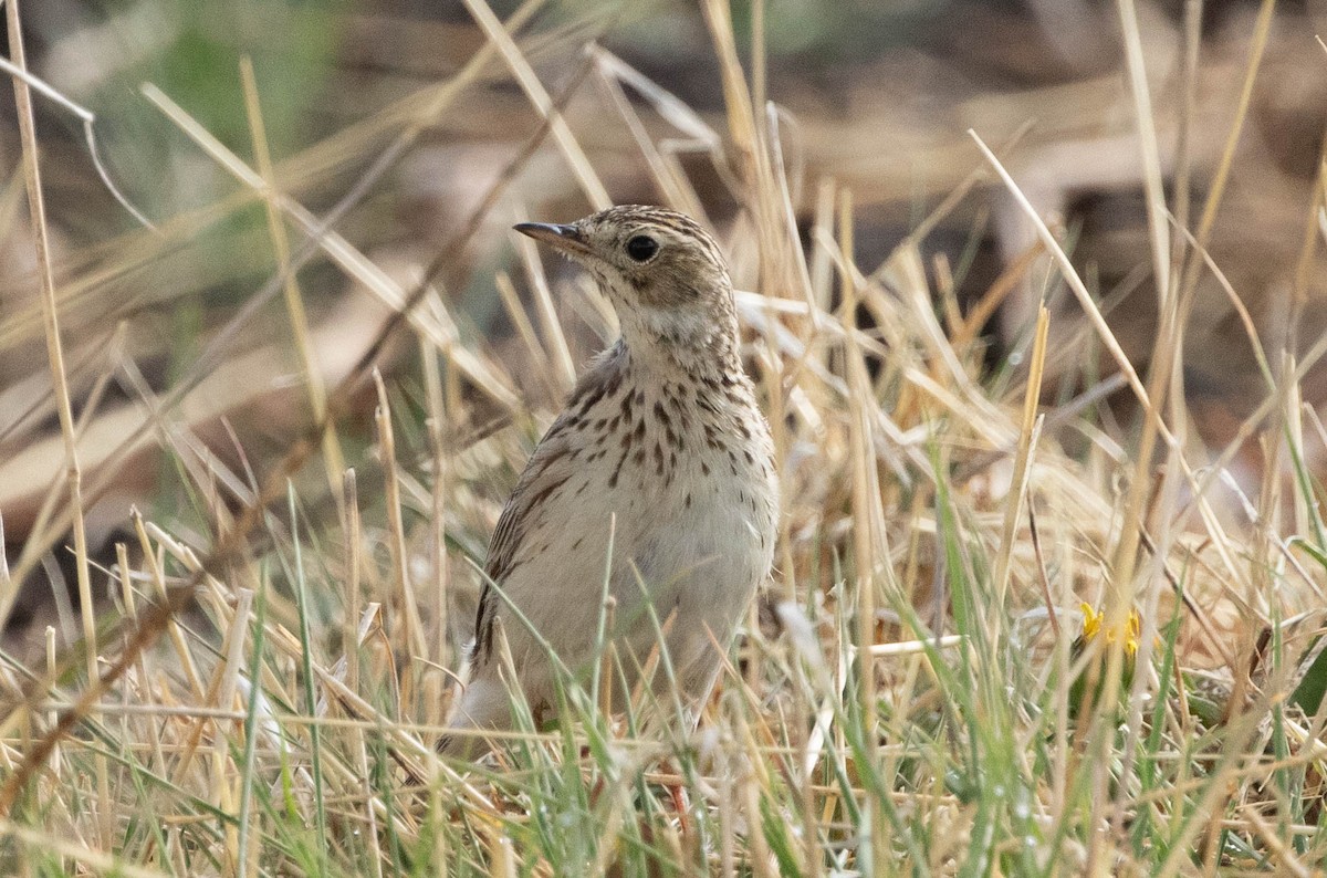 Puna Pipit - ML645402224