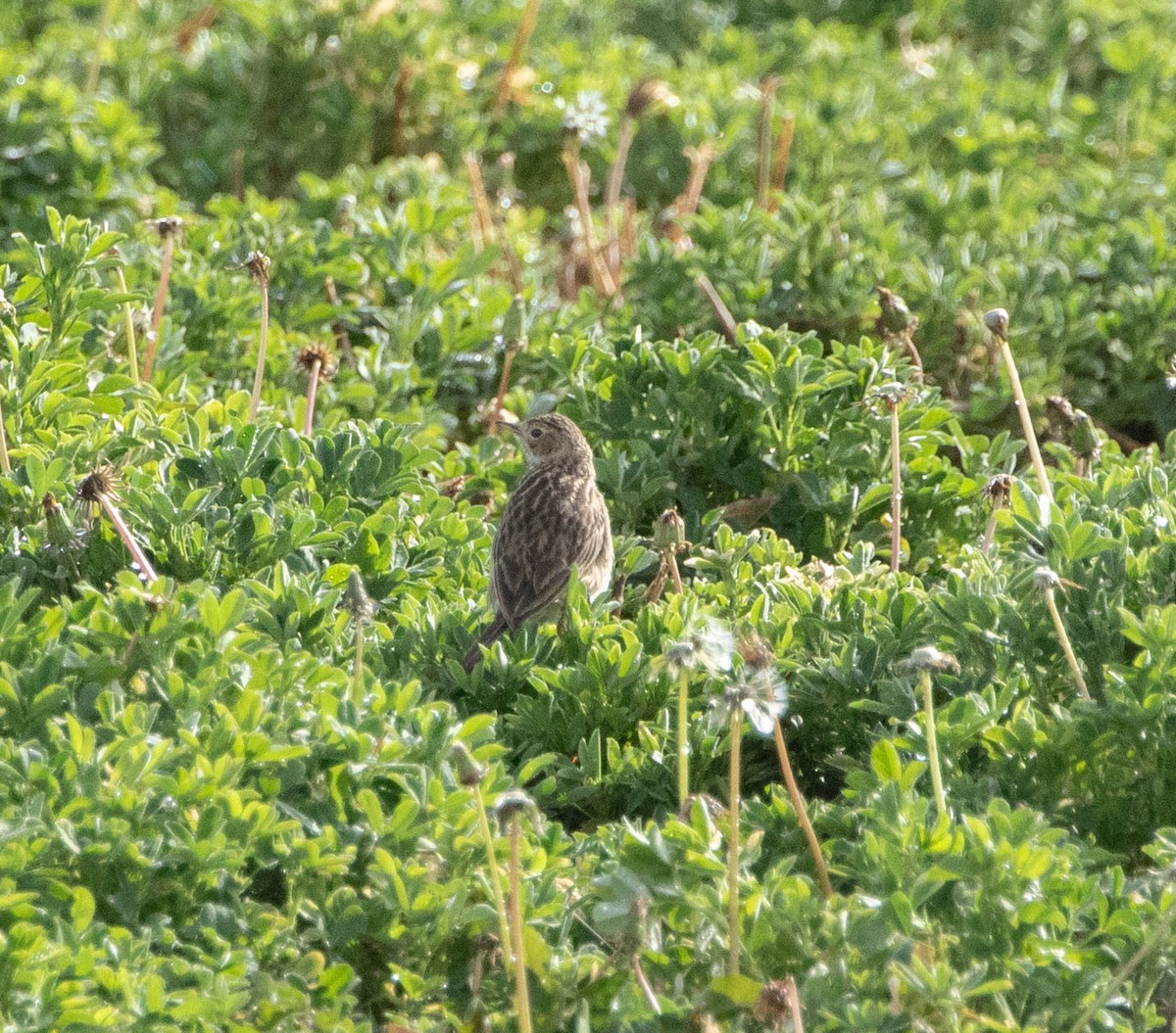 Puna Pipit - ML645402225