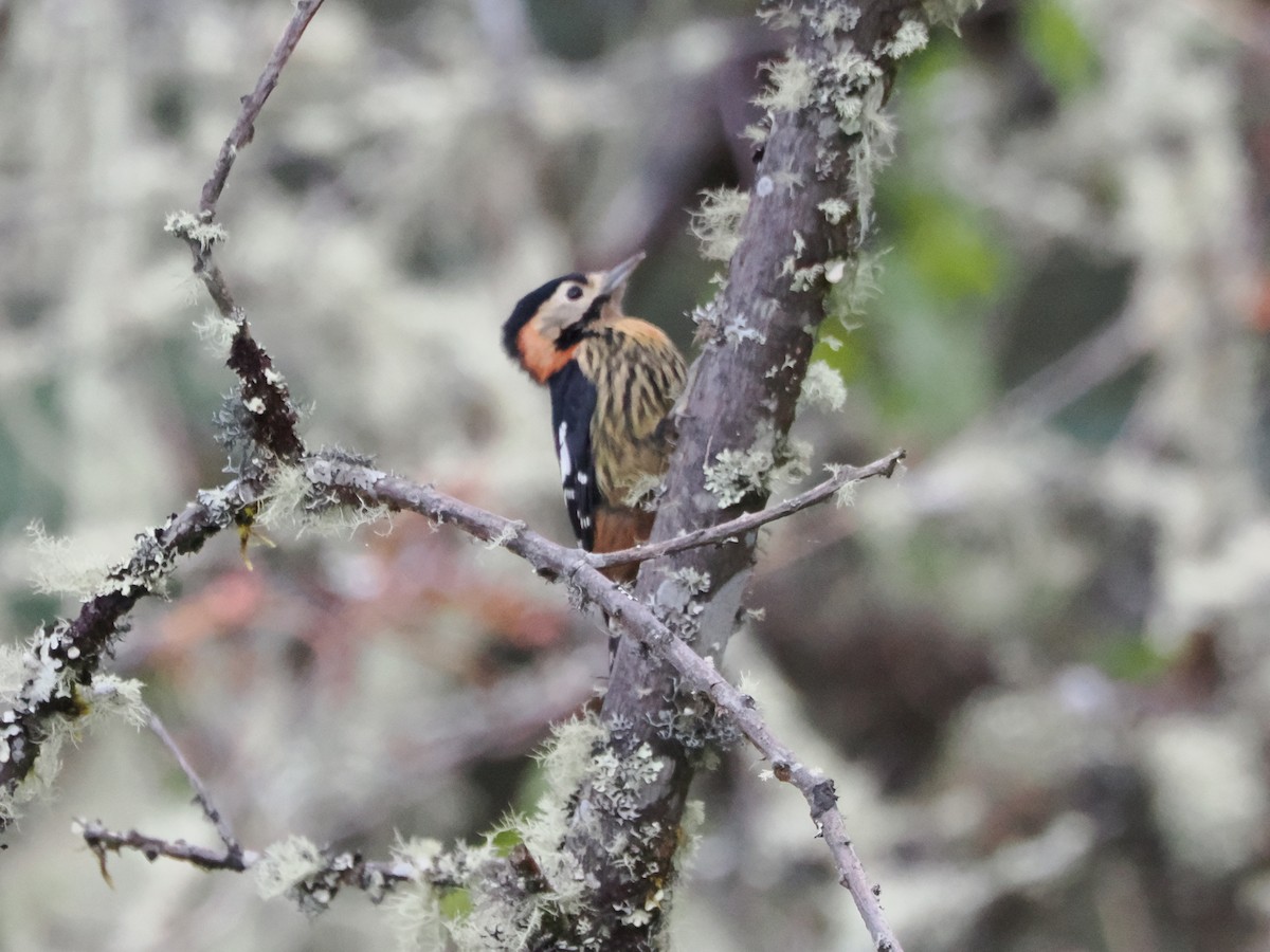 Crimson-naped Woodpecker - ML645402228