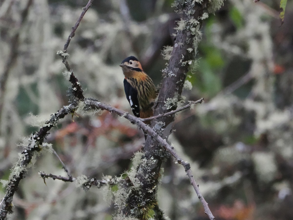 Crimson-naped Woodpecker - ML645402229
