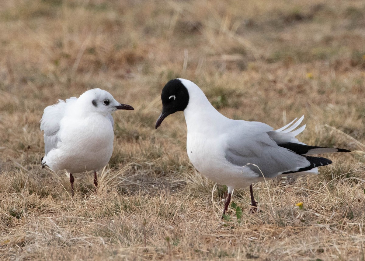 Andean Gull - ML645402230