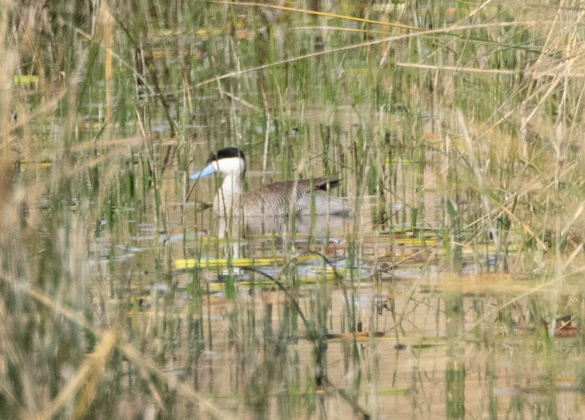 Puna Teal - ML645402234