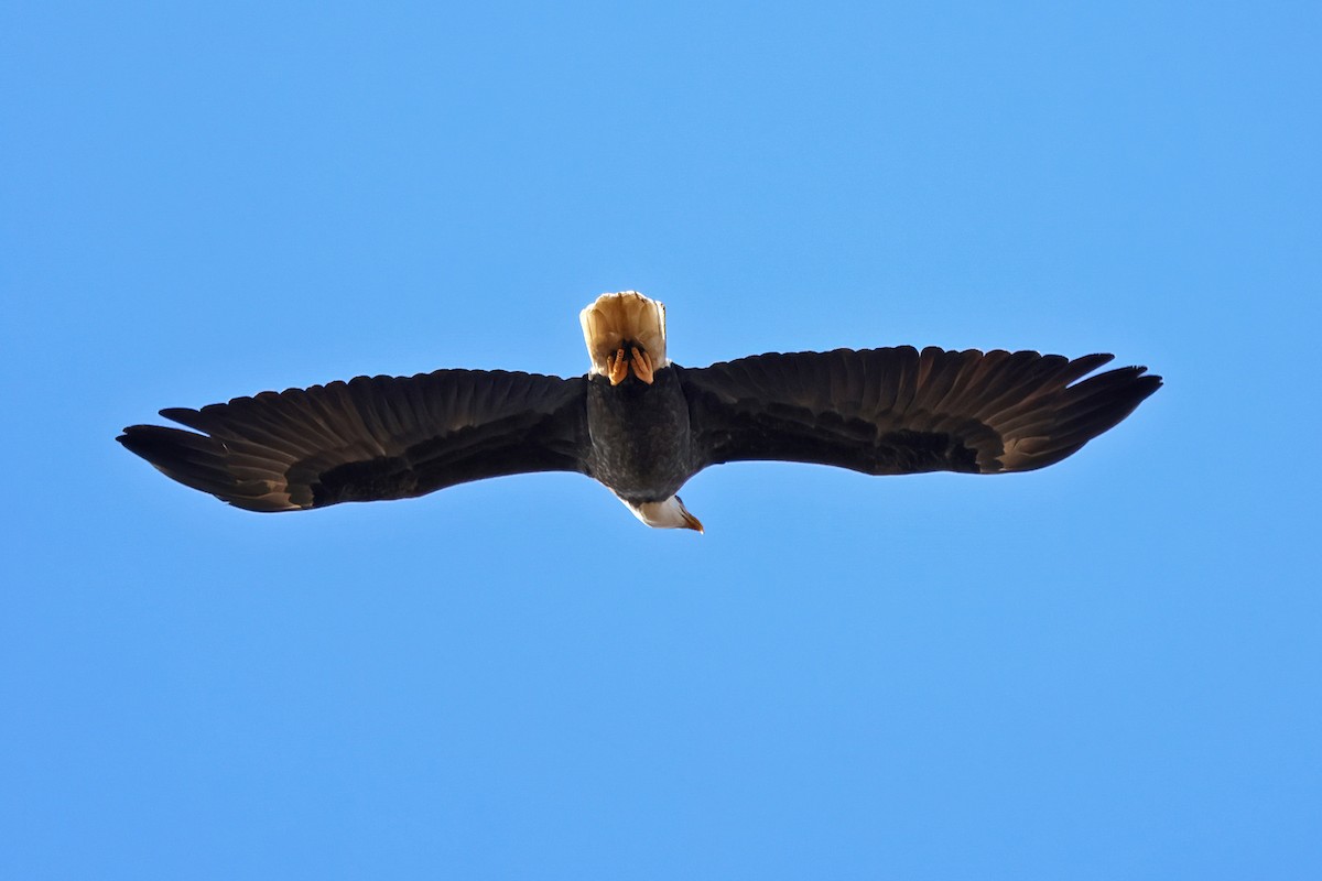 Bald Eagle - ML645402239