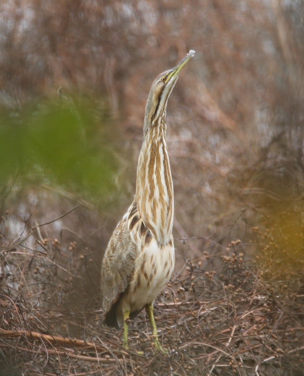 bukač severoamerický - ML645402244