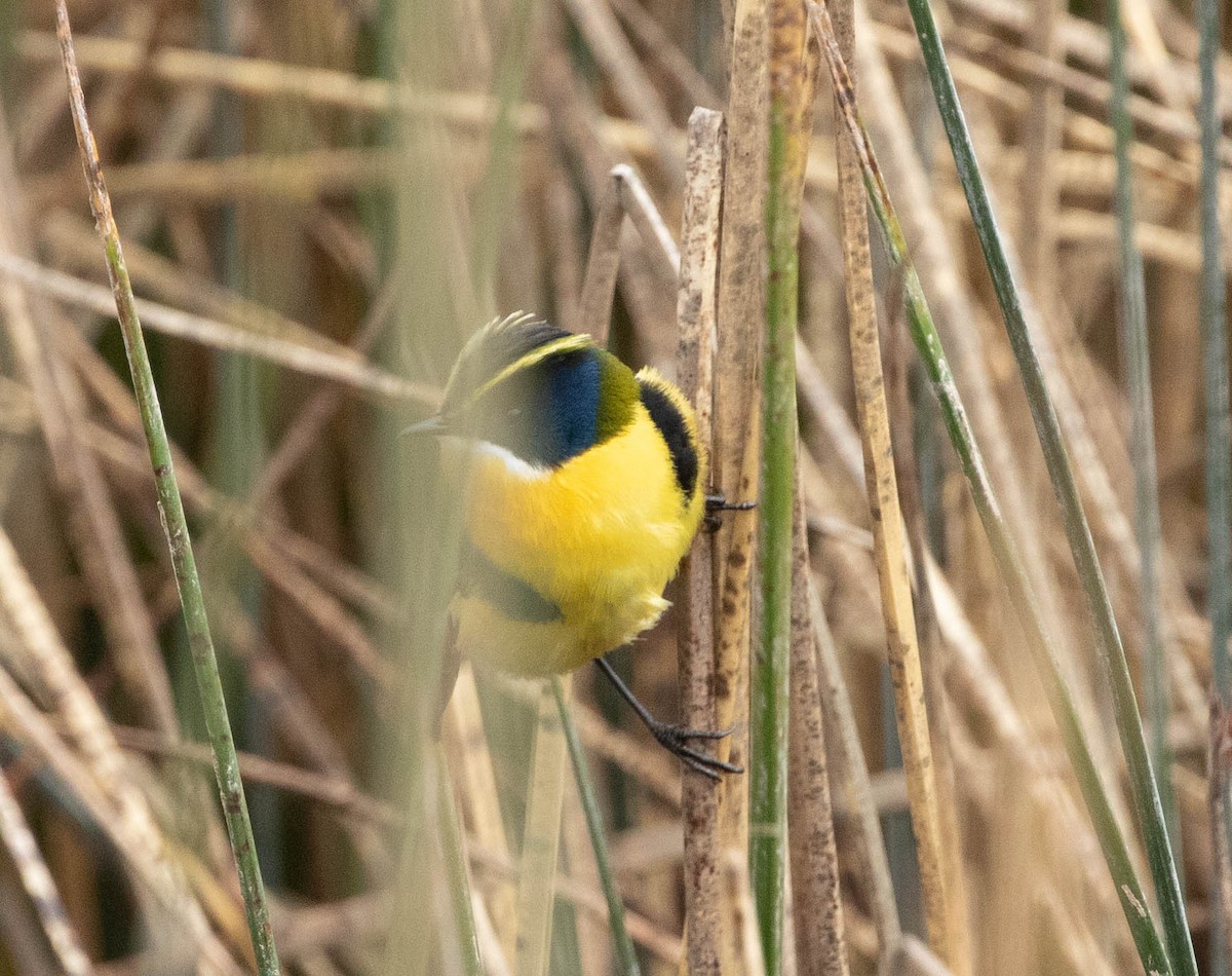 Many-colored Rush Tyrant - ML645402255