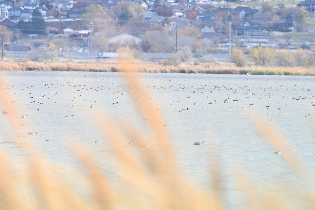 Murgilari bizkarzuria - ML645402268