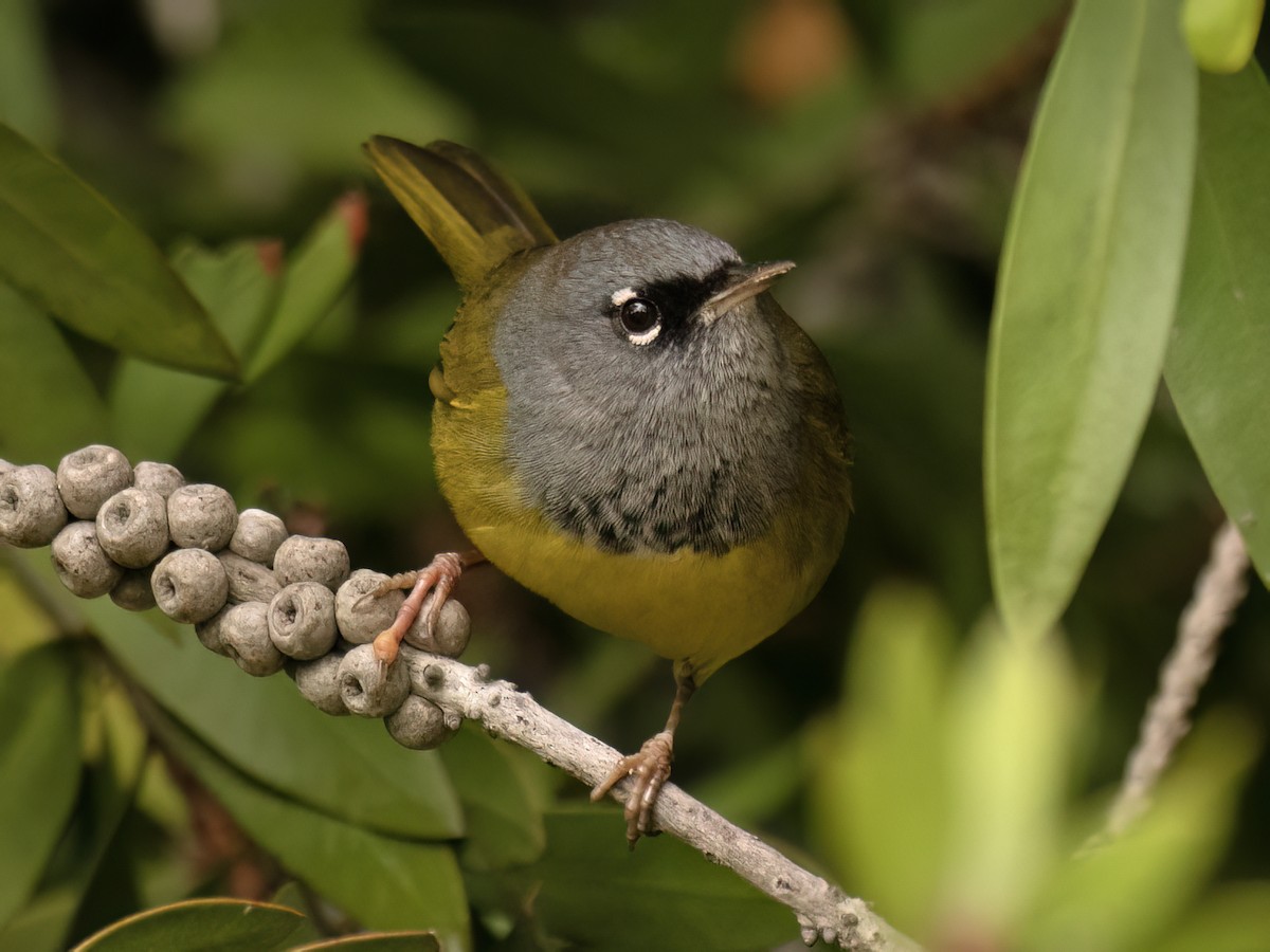 MacGillivray's Warbler - ML645402270