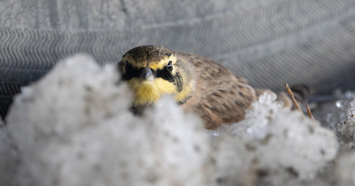 Horned Lark - ML645402288